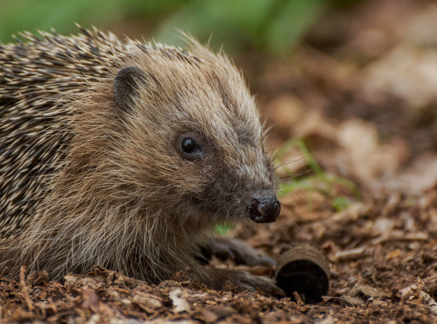 Обои картинки фото животные, ежи, носик, иголки, ежик