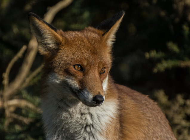 Обои картинки фото животные, лисы, хитра, опасна, шкура, окрас, шерсть, лиса
