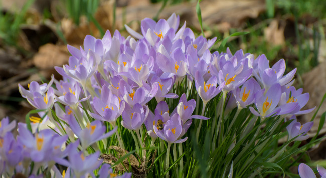 Обои картинки фото цветы, крокусы, листики, цветение