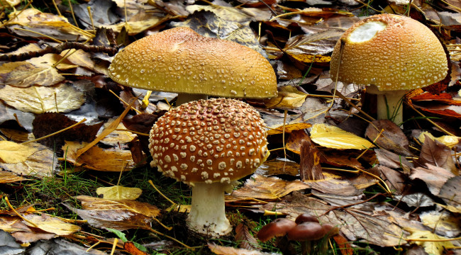 Обои картинки фото природа, грибы,  мухомор, осень