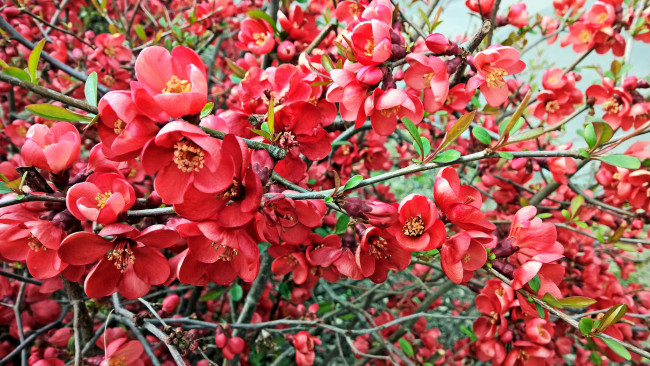 Обои картинки фото цветы, цветущие деревья ,  кустарники, цветущая, веточка, цветки, листья, ветка