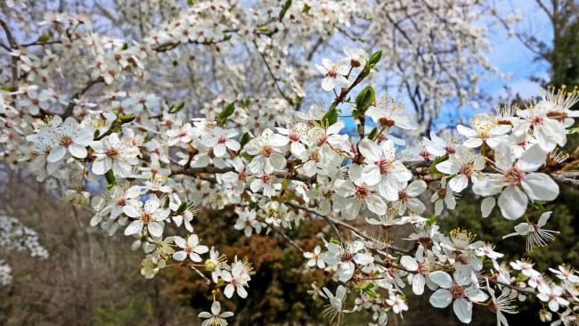 Обои картинки фото цветы, цветущие деревья ,  кустарники, цветущая, веточка, цветки, листья, ветка