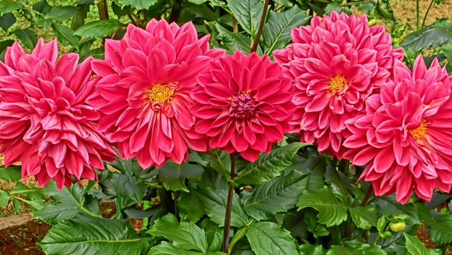 Обои картинки фото цветы, георгины, георгин, белый, цветение, лепестки