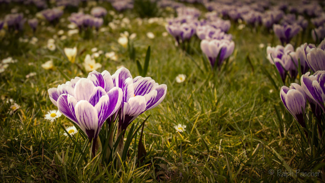 Обои картинки фото цветы, крокусы, цвет, цветение