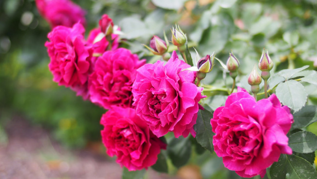 Обои картинки фото цветы, розы, цветение, petals, bud, rose, листья, лепестки, бутон, blossoms, leaves, роза