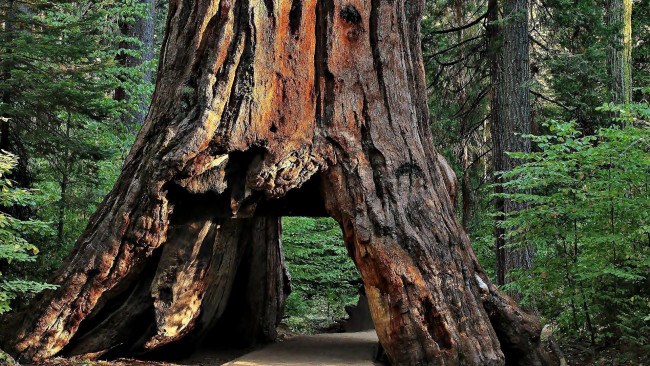 Обои картинки фото природа, дороги, дерево, лес, ствол, дорога