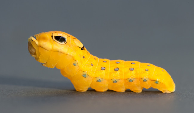 Обои картинки фото животные, гусеницы, жёлтая