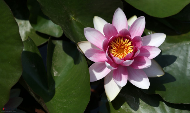 Обои картинки фото цветы, лотосы, лепестки, лотос, цветение