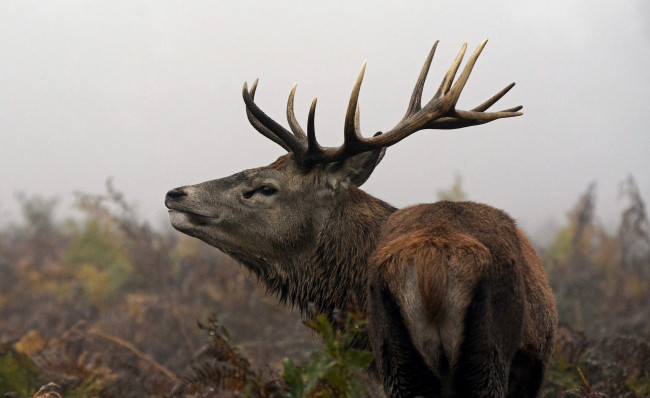 Обои картинки фото животные, олени, большой, рога, шерсть, окрас, олень
