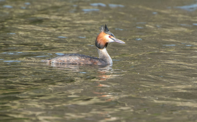 Обои картинки фото животные, Чомги , поганки, вода, перья, птица, чомга