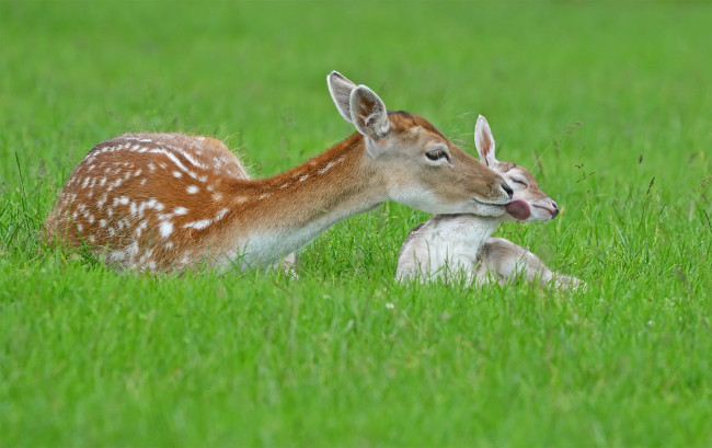 Обои картинки фото животные, олени, природа, лето