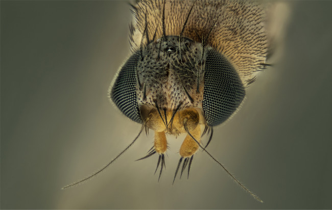 Обои картинки фото животные, насекомые, макро