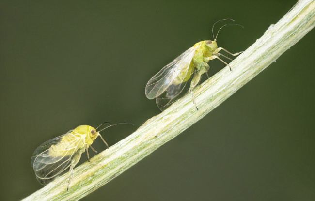 Обои картинки фото животные, насекомые, макро