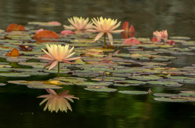 Обои картинки фото цветы, лотосы, листики, цветение, цветок, лотос