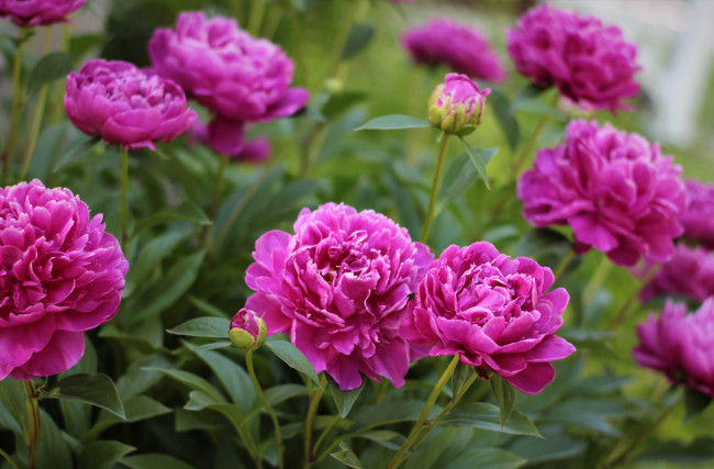 Обои картинки фото цветы, пионы, куст, листья, лепестки, цветение