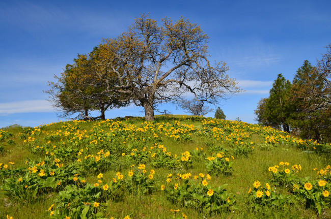 Обои картинки фото природа, деревья, простор