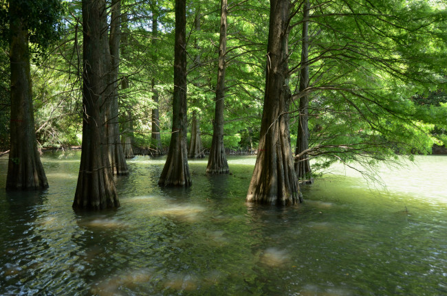 Обои картинки фото природа, реки, озера, деревья, вода