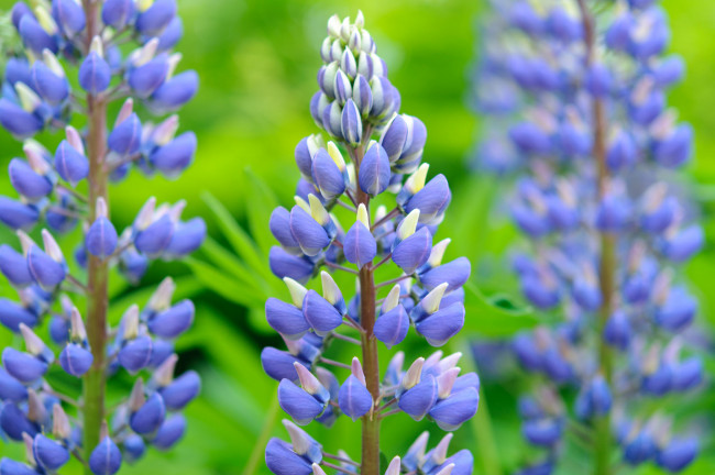 Обои картинки фото цветы, люпин, цветение, цвет