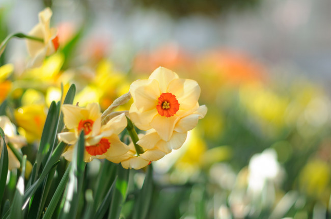 Обои картинки фото цветы, нарциссы, цветение, лепестки