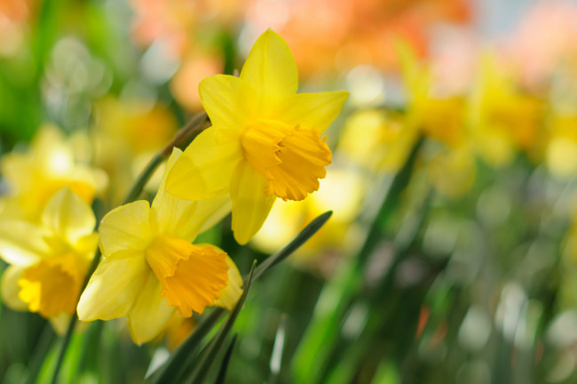 Обои картинки фото цветы, нарциссы, лепестки, цветение