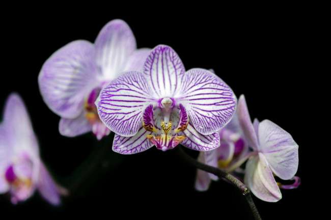 Обои картинки фото цветы, орхидеи, flowers, flowering, orchids, цветение