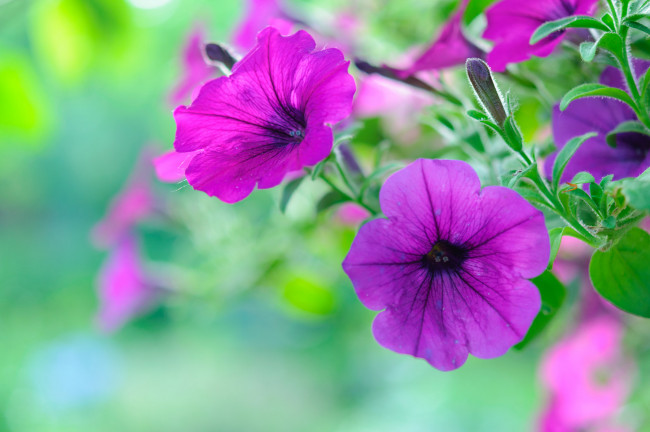 Обои картинки фото цветы, петунии,  калибрахоа, цветение, петуния, цвет