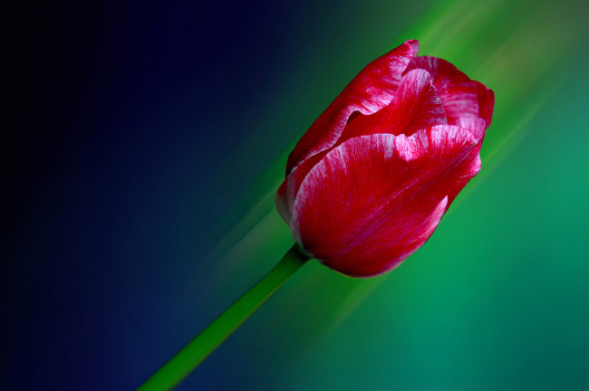Обои картинки фото цветы, тюльпаны, лепестки, тюльпан, фон, линии