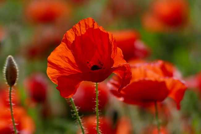 Обои картинки фото цветы, маки, мак, цветение