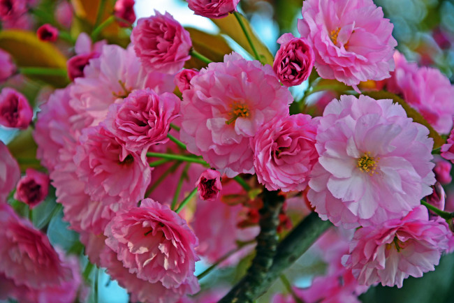 Обои картинки фото цветы, цветущие деревья ,  кустарники, цветущая, веточка, цветки, листья, ветка