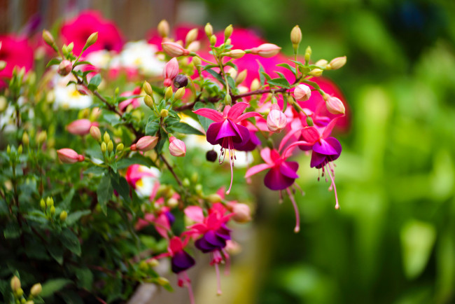 Обои картинки фото цветы, фуксия, букет, flowers, bouquet