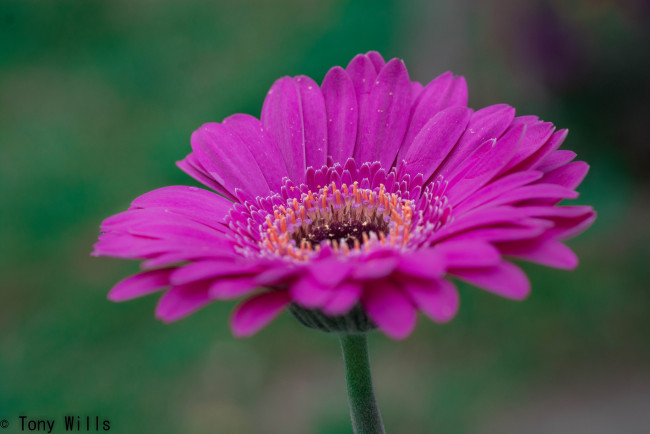 Обои картинки фото цветы, герберы, гербера, розовая, лепестки, капли, цветение