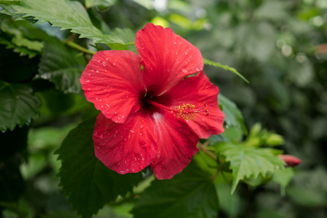 Обои картинки фото цветы, гибискусы, листики, гибискус, тычинки, цветение, ярко, лепестки