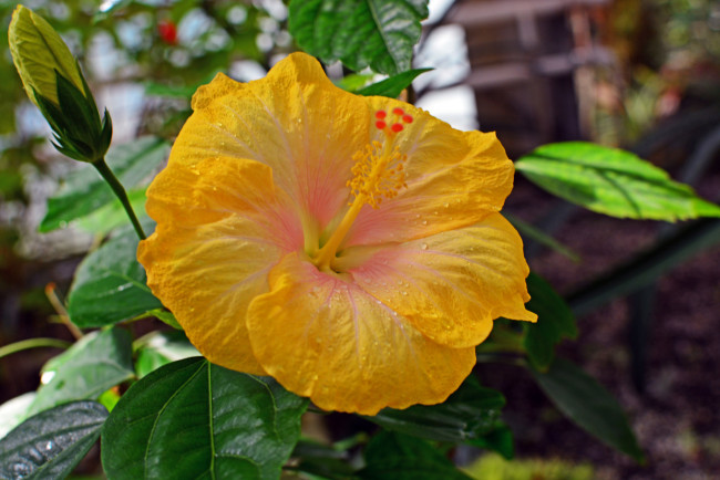 Обои картинки фото цветы, гибискусы, тычинки, цветение, ярко, лепестки, листики, гибискус