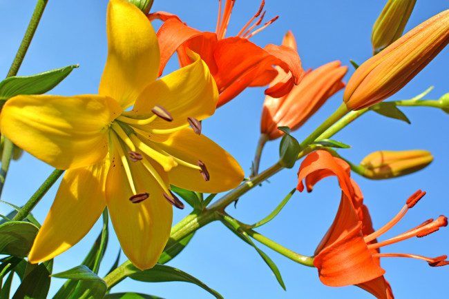 Обои картинки фото цветы, лилии,  лилейники, lily, цветение, бутоны, розовые, pink, buds, blooms