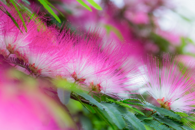 Обои картинки фото цветы, листья, цветение, акация