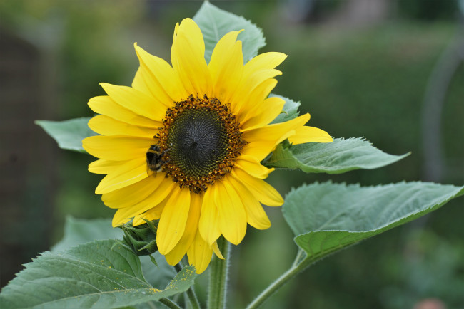 Обои картинки фото цветы, подсолнухи, подсолнух, листья, цветение