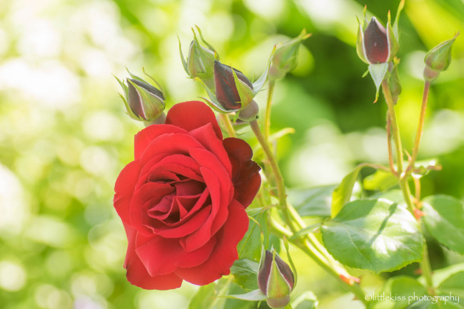 Обои картинки фото цветы, розы, blossoms, leaves, petals, bud, rose, цветение, листья, лепестки, бутон, роза