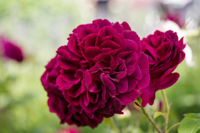 Обои картинки фото цветы, розы, листья, лепестки, blossoms, rose, bud, petals, leaves, бутон, роза, цветение