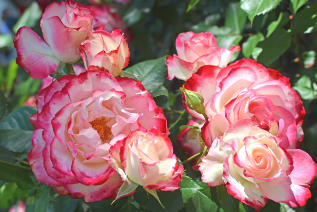 Обои картинки фото цветы, розы, роза, бутон, лепестки, листья, цветение, rose, bud, petals, leaves, blossoms