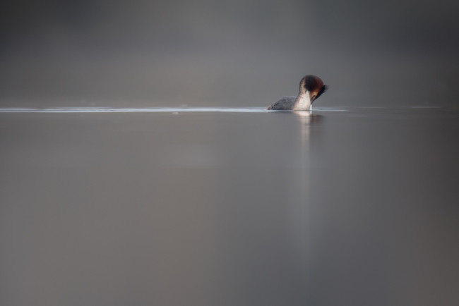 Обои картинки фото животные, Чомги , поганки, вода, птица, чомга