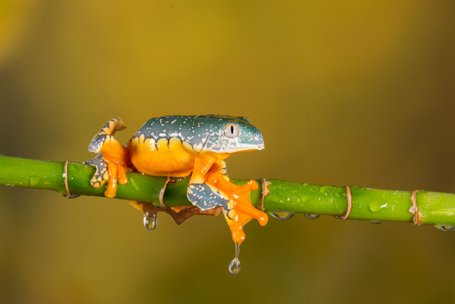 Обои картинки фото животные, лягушки, frog, цветок, лягушка, flower