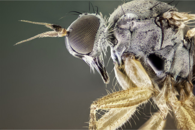 Обои картинки фото животные, насекомые, макро