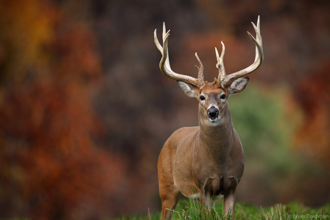 Обои картинки фото животные, олени, олень, рога, больной, шкура