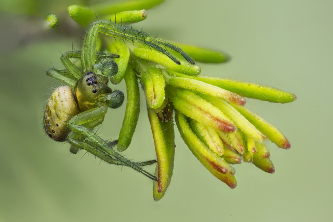 Обои картинки фото животные, пауки, макро
