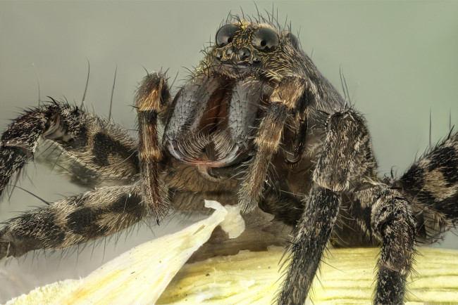 Обои картинки фото животные, пауки, паук