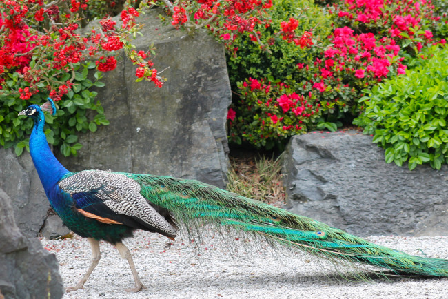 Обои картинки фото животные, павлины, окрас, птица, перья, павлин
