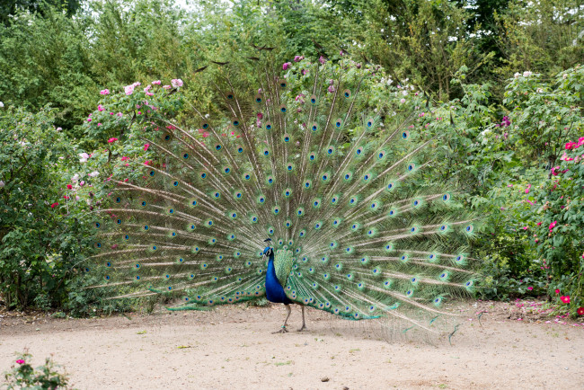 Обои картинки фото животные, павлины, перышки, цвета, окрас, павлин