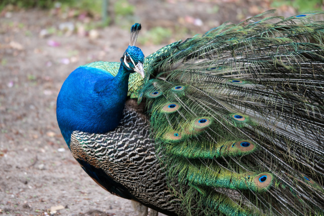 Обои картинки фото животные, павлины, птица, окрас, перья, павлин