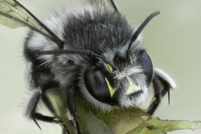 Обои картинки фото животные, пчелы,  осы,  шмели, пчела