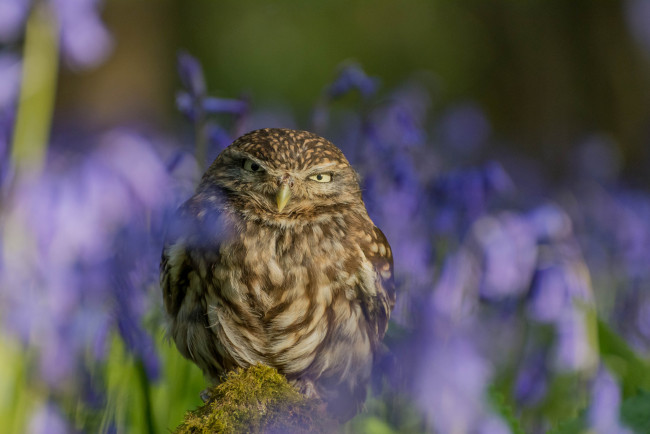 Обои картинки фото животные, совы, окрас, перья, сова